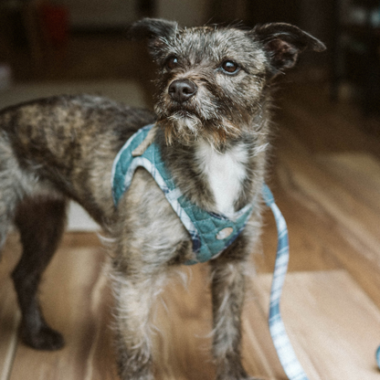 Step-In Denim Harness - Blue Plaid