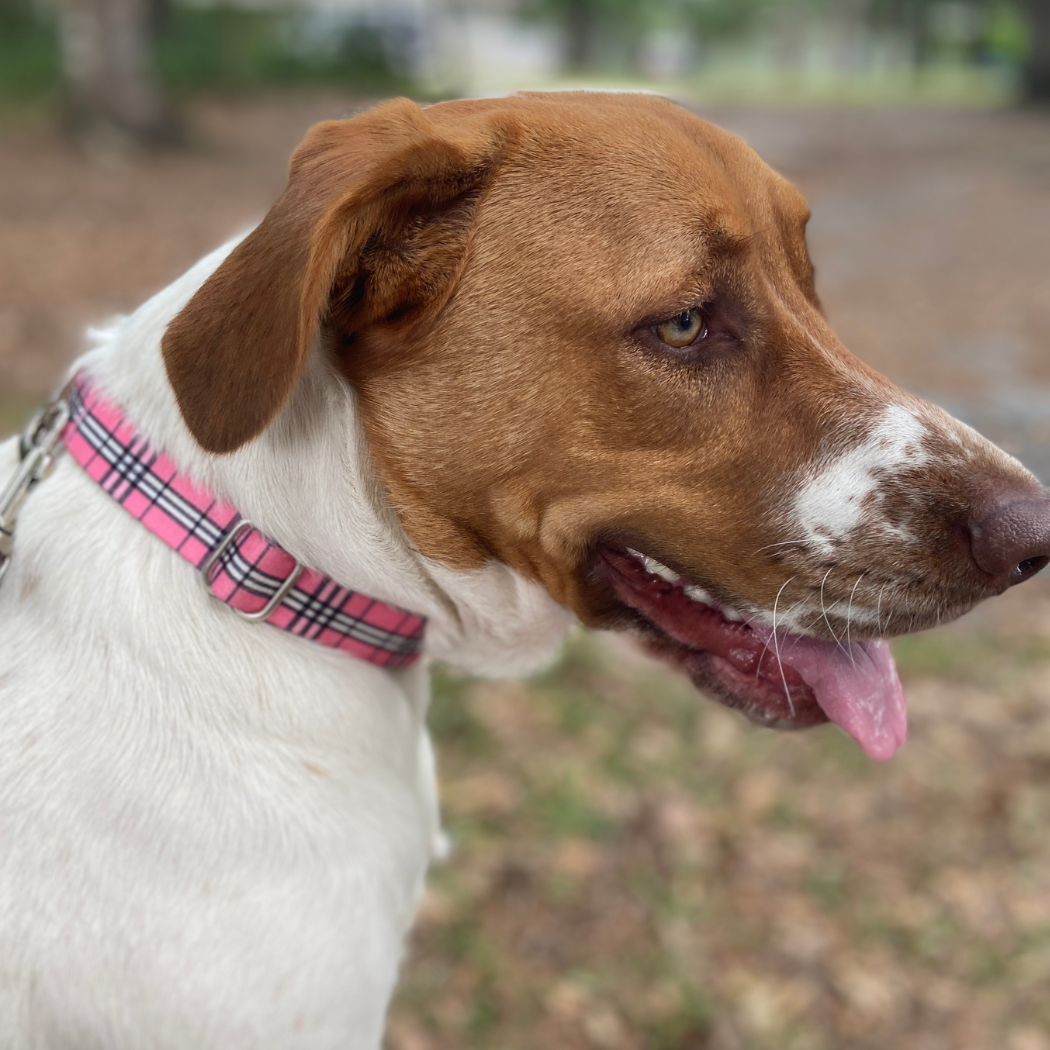 Adjustable Collar - Pink Plaid