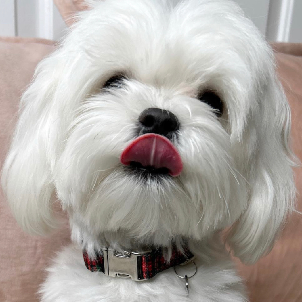 Adjustable Collar - Red Plaid